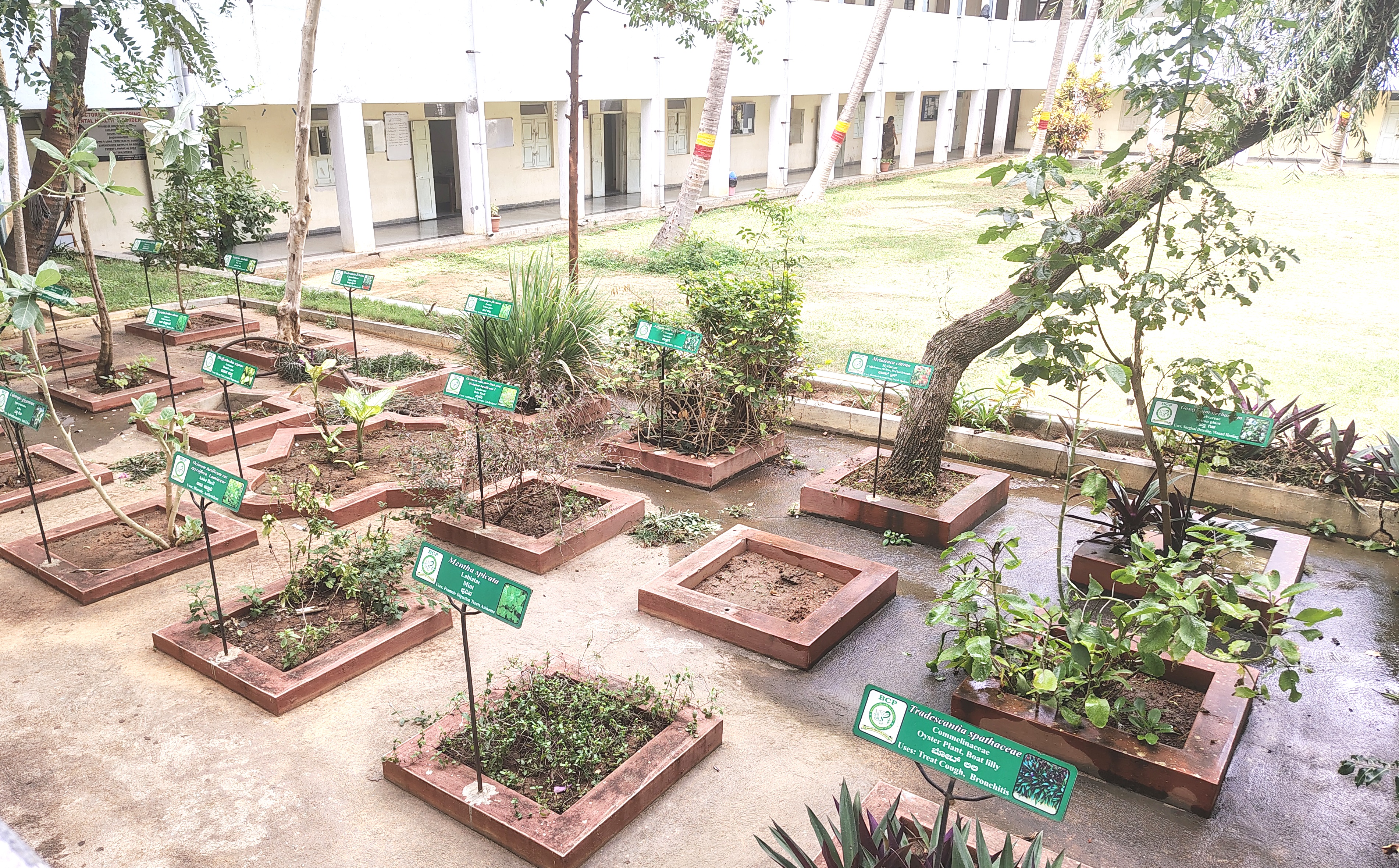 Medicinal Plants